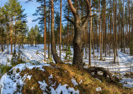 Spring forest. / ***