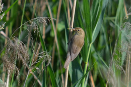 White-throat / ***