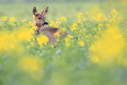 Reh im Raps / Es ist bald wieder soweit.
Der blühende Raps zieht immer eine Menge heimischer Tiere an.
Diese Aufnahme einer Ricke, im beginnenden blühenden Raps, gelang mir letztes Jahr im Frühling.