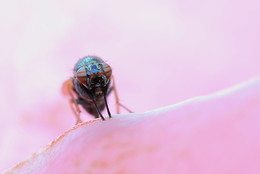 pink world / Je kleiner die Fliege, desto interessanter die Augen:)