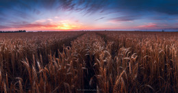 road in a field / ***