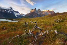 Patagonia / ***