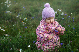 cornflower / ***