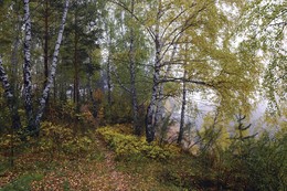 In the autumn forest. / ***