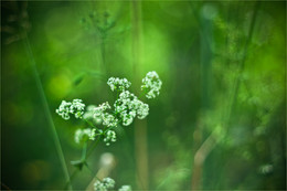 herbarium / ***