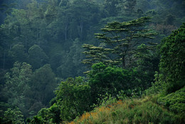 green diagonal / ***