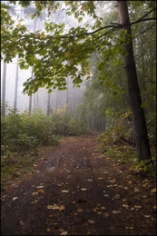 in the autumn forest / ***