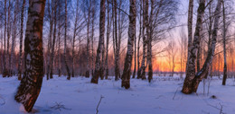 Birch Grove / ***