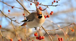Waxwing. / ***