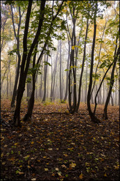 in the autumn forest / ***