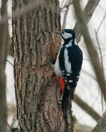 Woodpecker / ***