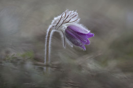 &nbsp; / Pulsatilla patens