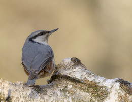 Nuthatch. / .....