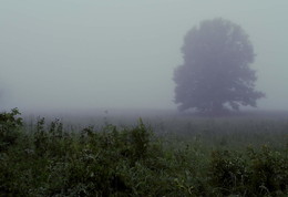 mist day / ***