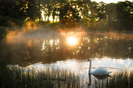 In the morning on the lake / ***