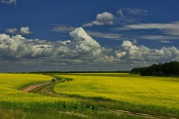 Rapeseed field / ***