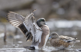 American Wigeon / ***