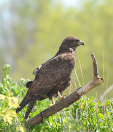 Buzzard / ***