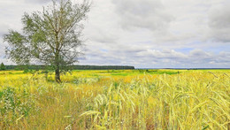 For dalyu distance / ***