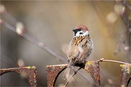 sparrow / ***
