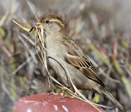 Spring chores ... / ***