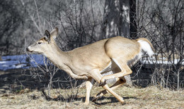 White Tailed Deer (female) / ***