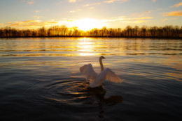 wings spread / ***