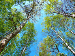 Spring sky / ***