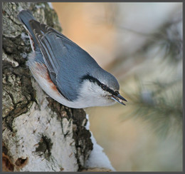 Nuthatch / ---