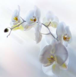 Orchid / ***