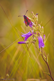 Summer day / ***