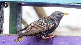 Starling / ***