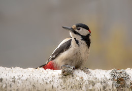 Great Spotted Woodpecker / .....