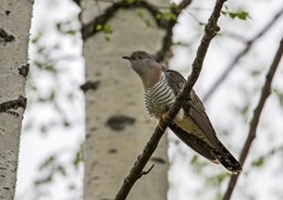 Cuckoo / ***