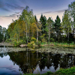 Birch Grove / berezovaya roshcha