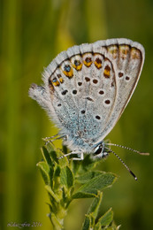 Copper-butterfly / ***