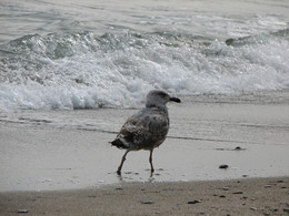 Lonely bird / ***