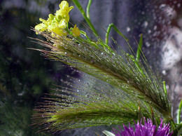 After the rain / ***