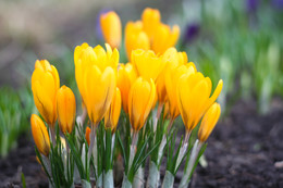 Spring comes / Gelios44