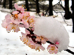 Spring comes / ***