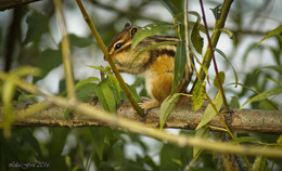 chipmunk / ***