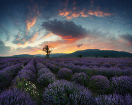 &nbsp; / http://europhototour.com/our-destinations/lavender-fields/