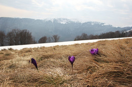 Crocuses / ***