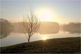 Lonely tree / ***