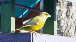 Yellow Wagtail / ***