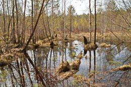 Spring forest. / ***