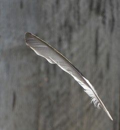 Feather / ***