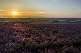 Lavender sunset / ***