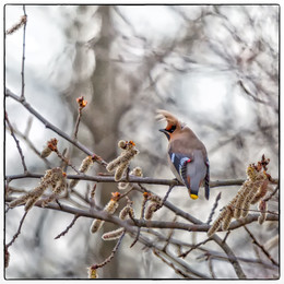 &nbsp; / Bombycilla garrulus (Linnaeus, 1758)