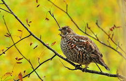 On a branch / ***